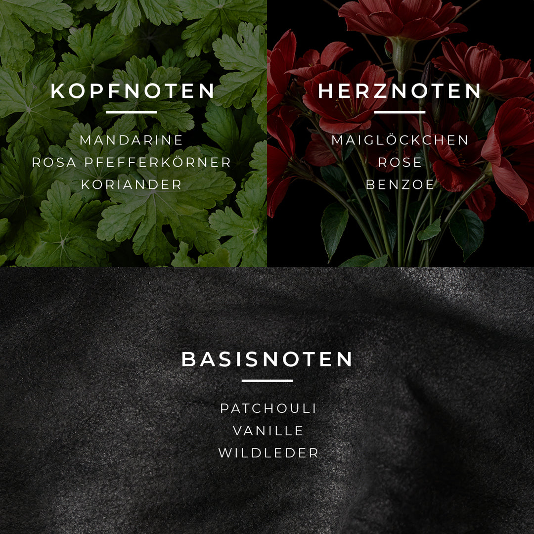 Novus Duftpyramide mit Top-, Mittel- und Basisnoten